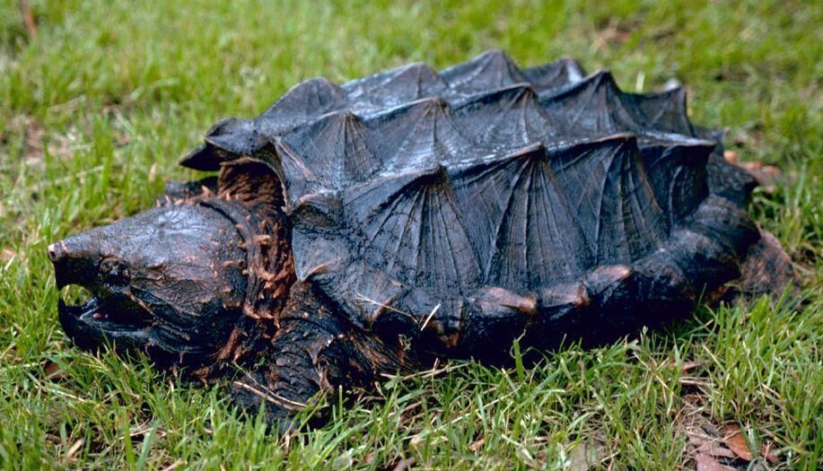 Snapping turtles